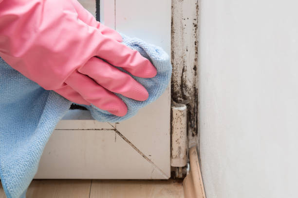 Best Mold Testing  in Ocean Shores, WA